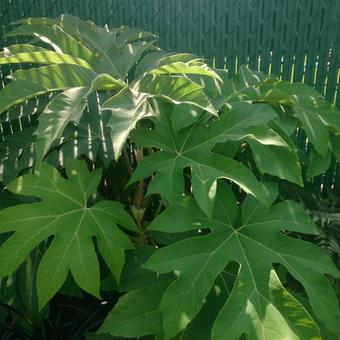 Tetrapanax papyrifer 'Rex'