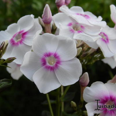 Vlambloem, floks - Phlox paniculata 'Europa'