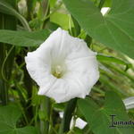 Convolvulus sepium - Haagwinde, pispotje,lievevrouweglazeke 