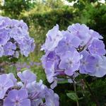 Phlox paniculata 'Utopia' - Floks/vlambloem