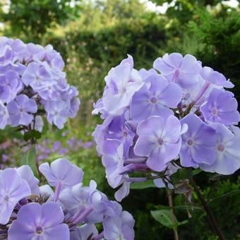 Phlox paniculata 'Utopia'