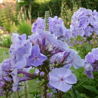 Phlox paniculata 'Utopia'