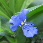 Commelina coelestis - Dagbloem