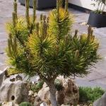 Pinus mugo 'Carsten' - Bergden - Pinus mugo 'Carsten'