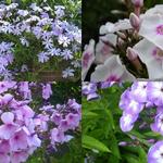 Phlox - Vlambloem, floks