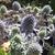 Eryngium planum 'Blue Hobbit'