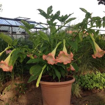 Brugmansia