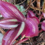 Tradescantia zebrina - Vaderplant