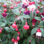 Fuchsia - Bellenplant