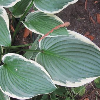 Hosta fortunei 'Francee'