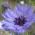 Catananche caerulea