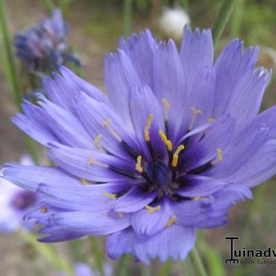 Blauwe strobloem - Catananche caerulea