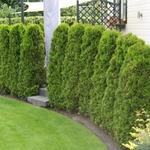 Westerse Levensboom - Thuja occidentalis 'Brabant'