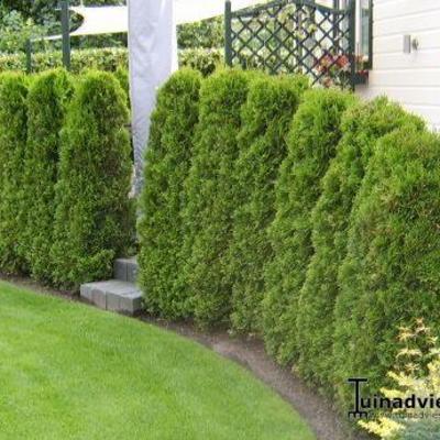 Westerse Levensboom - Thuja occidentalis 'Brabant'