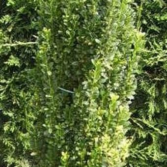 Ilex crenata 'Fastigiata'