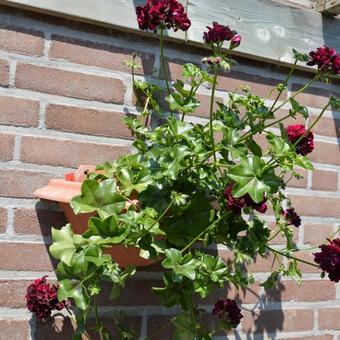 Pelargonium peltatum 'Tomcat PAC'