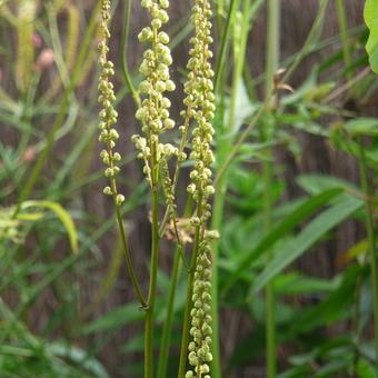 Actaea cordifolia 'Blickfang'