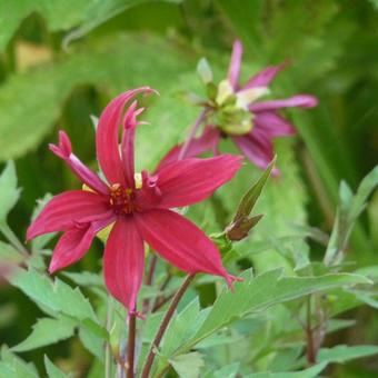 Dahlia 'Ragged Robin'