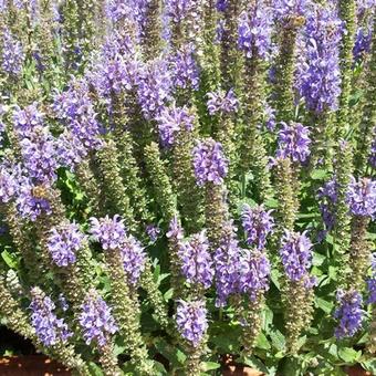 Salvia nemorosa 'Blauhügel'