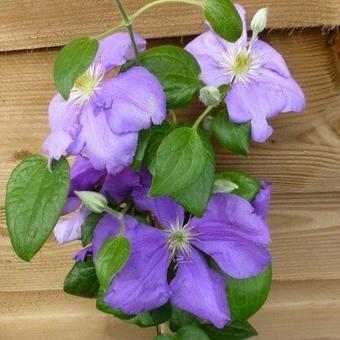 Clematis 'General Sikorski'