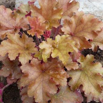 Heuchera 'Ginger Ale'