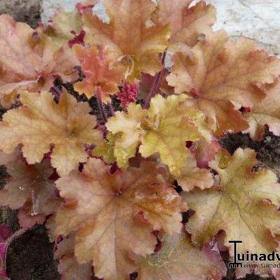 Purperklokje - Heuchera 'Ginger Ale'