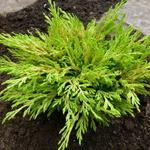 Juniperus horizontalis 'Limeglow' - Kruipende jeneverbes