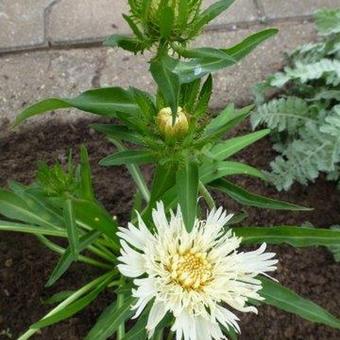 Stokesia laevis 'Mary Gregory'