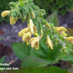 Salvia 'Amber' - Salie