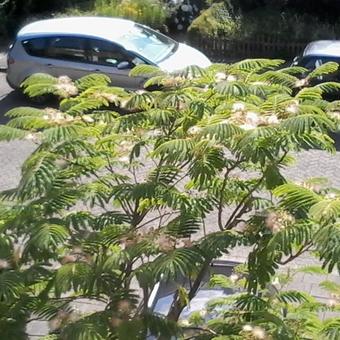 Albizia julibrissin