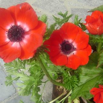 Anemone coronaria 'Hollandia'