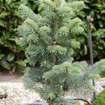 Abies lasiocarpa ´Compacta´ - Dwergzilverden, dwergzilverspar, alpenzilverspar