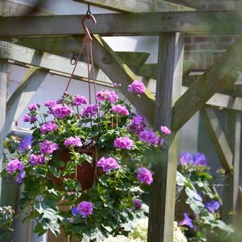 Pelargonium peltatum 'Blue Sybil'