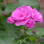 Pelargonium peltatum 'Blue Sybil' - Hanggeranium