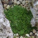 Selaginella borealis ‘Mongolei’ - Selaginella