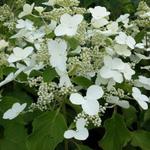 Hydrangea paniculata ‘Butterfly’ - Hortensia, Vlinderhortensia