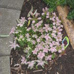 Sedum pulchellum 'Sea Star' - Vetkruid