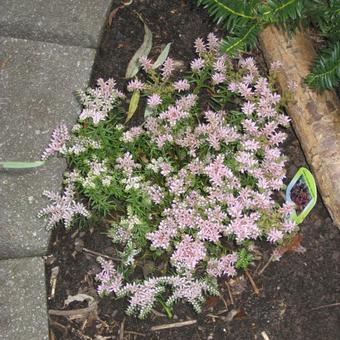 Sedum pulchellum 'Sea Star'