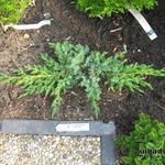 Juniperus squamata 'Blue Swede'  - Jeneverbes