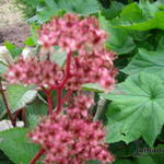 Rodgersia pinnata 'Fireworks' - Kijkblad, Schout bij Nacht