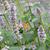 Agastache 'Blue Fortune'