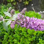 Dwergvlinderstruik - Buddleja davidii  'Blue Chip'