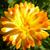 Calendula officinalis