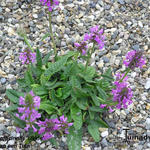 Stachys officinalis 'Ukkie' - Andoorn