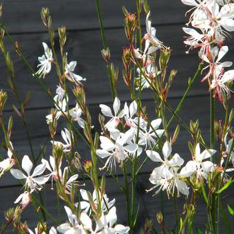 Gaura lindheimeri