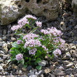 Valeriana supina - Dwergvaleriaan