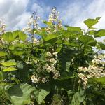 Catalpa bignonioides - Trompetboom