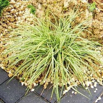 Carex oshimensis 'Evergold'