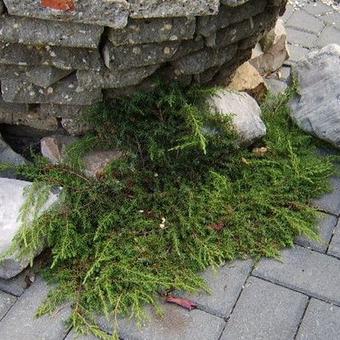 Juniperus communis 'Green Carpet'