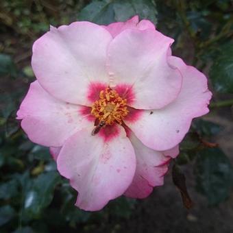 Rosa 'Alissar, Princess of Phoenicia'